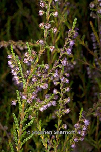 calluna vulgaris 4 graphic